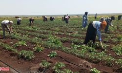 Diyarbakır’da çapa sezonu başladı: İşte günlük kazançları!