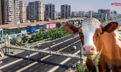 Diyarbakır’da 'inek' tepkisi: "Adamlar milyonluk dairelerde oturuyor"