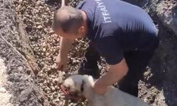 Diyarbakır’da kanalizasyonda mahsur kaldı: Ekipler seferber oldu!