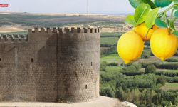 Diyarbakır’da limon fiyatı neden arttı? Sebebi belli oldu!