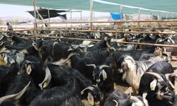 Elazığ'da kurban satış ve kesim alanı belirlendi