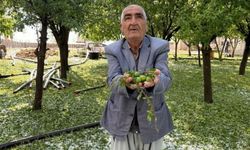 Mardin’i dolu vurdu: 40 bin dekar ekili arazi zarar gördü