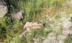 Nesli tükeniyor! Adıyaman’da otomobil çarptı öldü