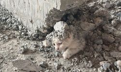 Şanlıurfa'da akıl almaz olay: Kedinin üzerine beton döktüler!