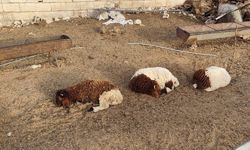 Şanlıurfa’da köpekler ağıla girdi: 33 kuzu can verdi!