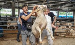 4 boynuzlu koçu görenler şaşırıyor: İşte fiyatı