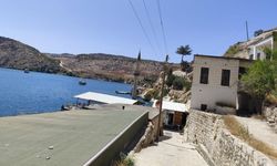 Burası safari değil, Urfa: Görüntüleyenlere saldırdı