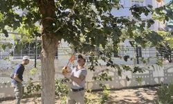 Diyarbakır Bağlar yeşilleniyor: Parklardaki ağaçlara bakım