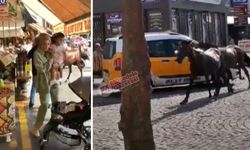 Diyarbakır’ın en yoğun caddesinde ilginç olay: Atlar korkuttu!