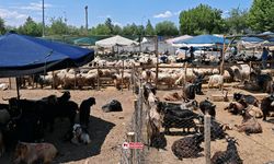 Diyarbakır’da küçükbaş kurbanlık fiyatları belli oldu!