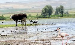 Diyarbakır’da yıllar sonra flamingolar görüldü: İşte adresi