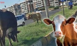 Diyarbakır’ın en modern caddesini inekler bastı!