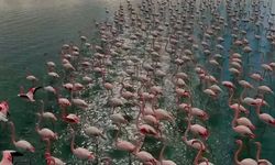 Erçek Gölü, renkli misafirlerini ağırlıyor: Flamingolar büyüledi