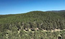 Diyarbakır Orman Fidanlık Şefliği 2026 Yılı Fidan Sulama İşleri