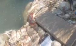 Bayram sonrasında sulama kanalları hayvan pisliğiyle doldu!