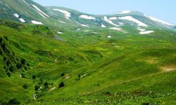 Posof'ta gecikmeli göç! Urema Yaylası’na çıkışlar başladı, nüfus düşecek