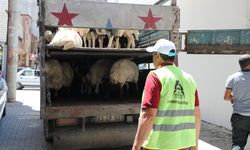 Şanlıurfa’da belediye yüzlerce yetim aileye kurbanlık koç hediye etti!