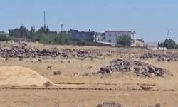 Nesli tehlike altındaki ceylanlar Urfa'da ortaya çıktı!