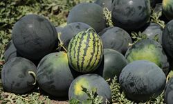 Sezon bir ay önce başladı: Karpuz tarlada 2,5, markette 20 TL!