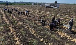 Türkiye’nin erkenci patatesi: Kilosu 7 liraya kadar düştü!
