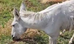 Yaralı eşek Şanlıurfa’dan Diyarbakır’a getirildi: Sevkiyat fiyatı dikkat çekti