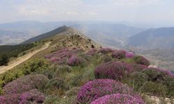 Yer Erzurum: Bulutların üstünde fuşya renkli rüya