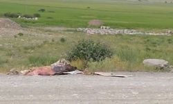 Yol kenarına attılar: Hakkari’de o görüntüler tepki çekti!