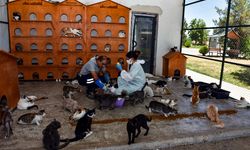 Diyarbakır Büyükşehir, hayvanlara bu merkezde müdahale ediyor