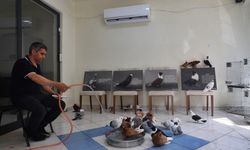 Diyarbakır’da milyonluk güvercinlere 5 yıldızlı otel konforu