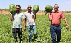 Diyarbakır karpuzuna rakip: Fırat Nehri suyu ile yetişiyor
