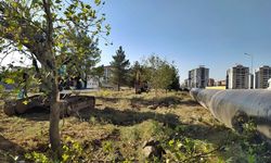 Diyarbakır’da birçok ağaç söküldü: Nedeni belli oldu!