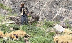 Hakkari’de sürü psikolojisi ile uçurumdan atladılar: Birçoğu öldü