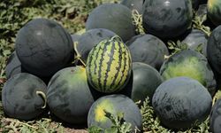 Karpuz fiyatları düştü, öneri geldi: Belediye hasat etsin ücretsiz dağıtsın!
