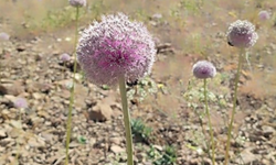 Tunceli’de dağ sarımsağını toplamanın cezası 557 bin lira! İşte sebebi