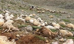 Tunceli’de Kanikasık yaylasında yıldırım düştü: Koyunlar can verdi
