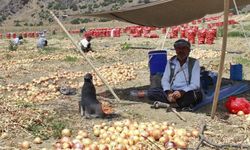 80 kişilik Diyarbakırlı aile Yozgat’a çalışmaya gitti