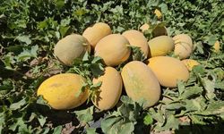 Ahlat kavununda hasat: Ürün bu yıl hem kaliteli hem de bol