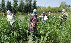Diyarbakır’da belediye ‘bostan’ ekti: Kadınlar toplayıp satacak