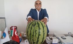 Diyarbakır Karpuzuna Batman’dan rakip! İşte ağırlığı