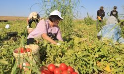 Diyarbakır’da başkan domates tarlasında: İşçilere hediye verdi