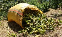 Giresun: Karadeniz'in yeşil altınında hasat başladı