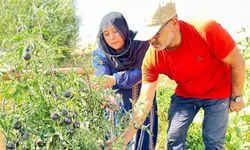 Güney Amerika'yı aratmıyor: Hakkari’de siyah domates yetişti
