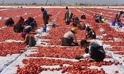 Karacadağ’ın eşsiz lezzeti dünyaya açılıyor: ABD’ye satılıyor!
