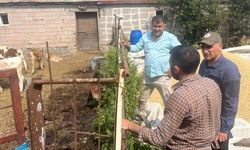 Kars’ta şap salgını: Yüz binlerce hayvan tehlikede, halk mağdur