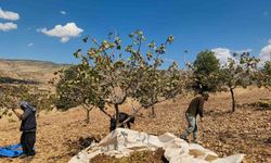 Siirt’te fıstık hasadında sona gelindi