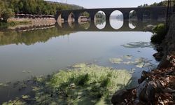 Dicle Nehri'nde toplu balık ölümleri: Bazı türler yok oldu!
