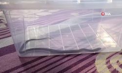 Diyarbakır’da binanın dördüncü katında ortaya çıktı: Paniğe sebep oldu!
