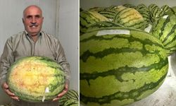 Diyarbakır'da karpuz yarışması düzenlenecek: İşte tarihi