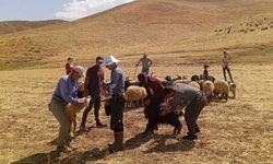 Hakkari’de küçükbaş hayvanlara aşılama seferberliği!