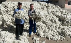 Hasat başladı: Yılın ilk pamuğu 32 TL’den satıldı